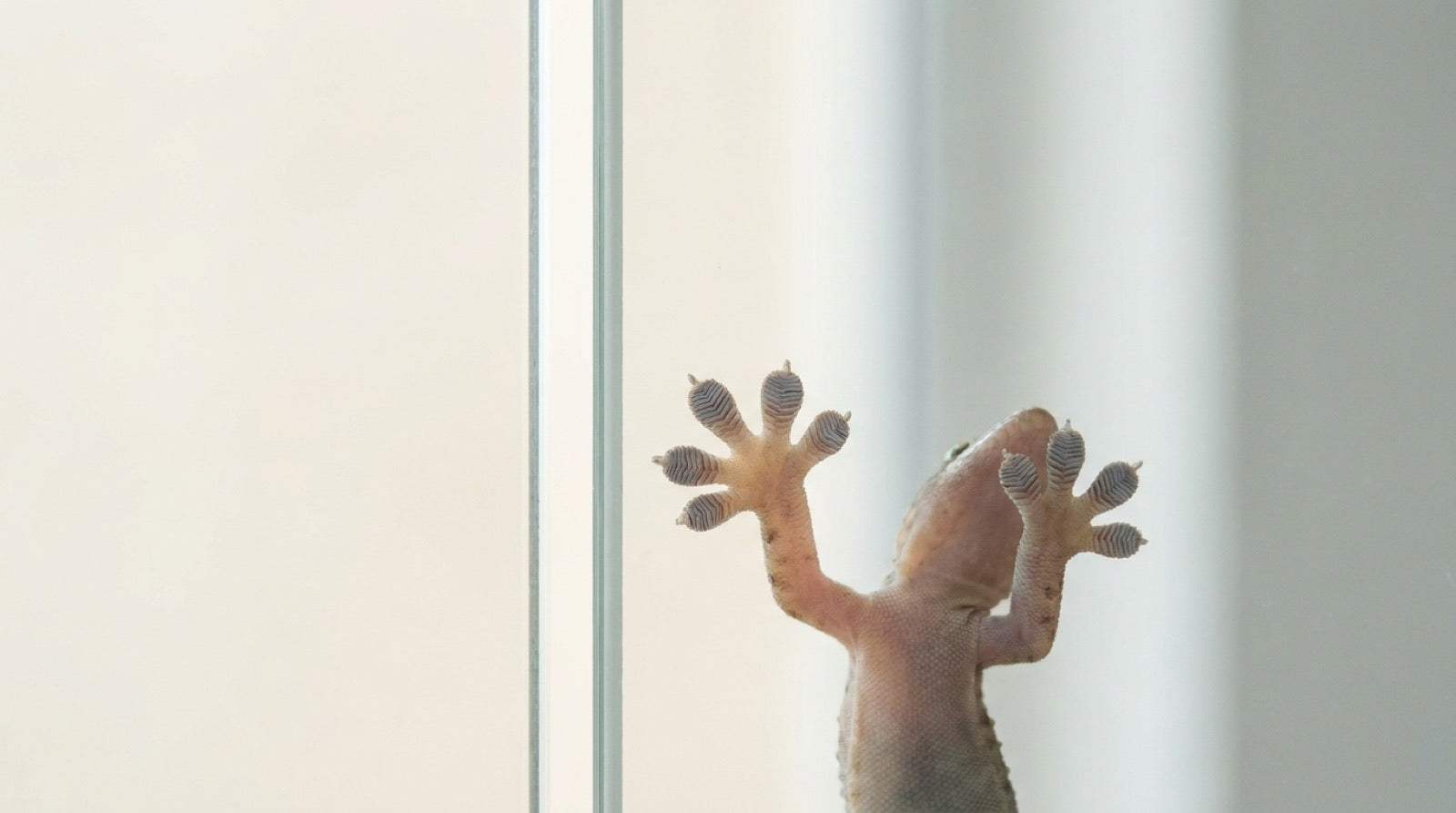 A gecko gripping a vertical sheet of glass
