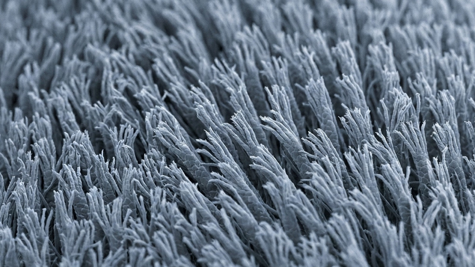 Microscopic view of the hair-like structures on a gecko toe pad